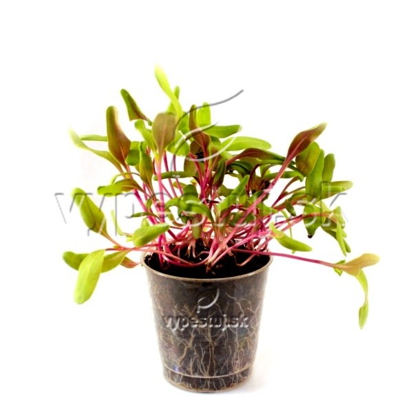 mangold zlty 10 dni poharik